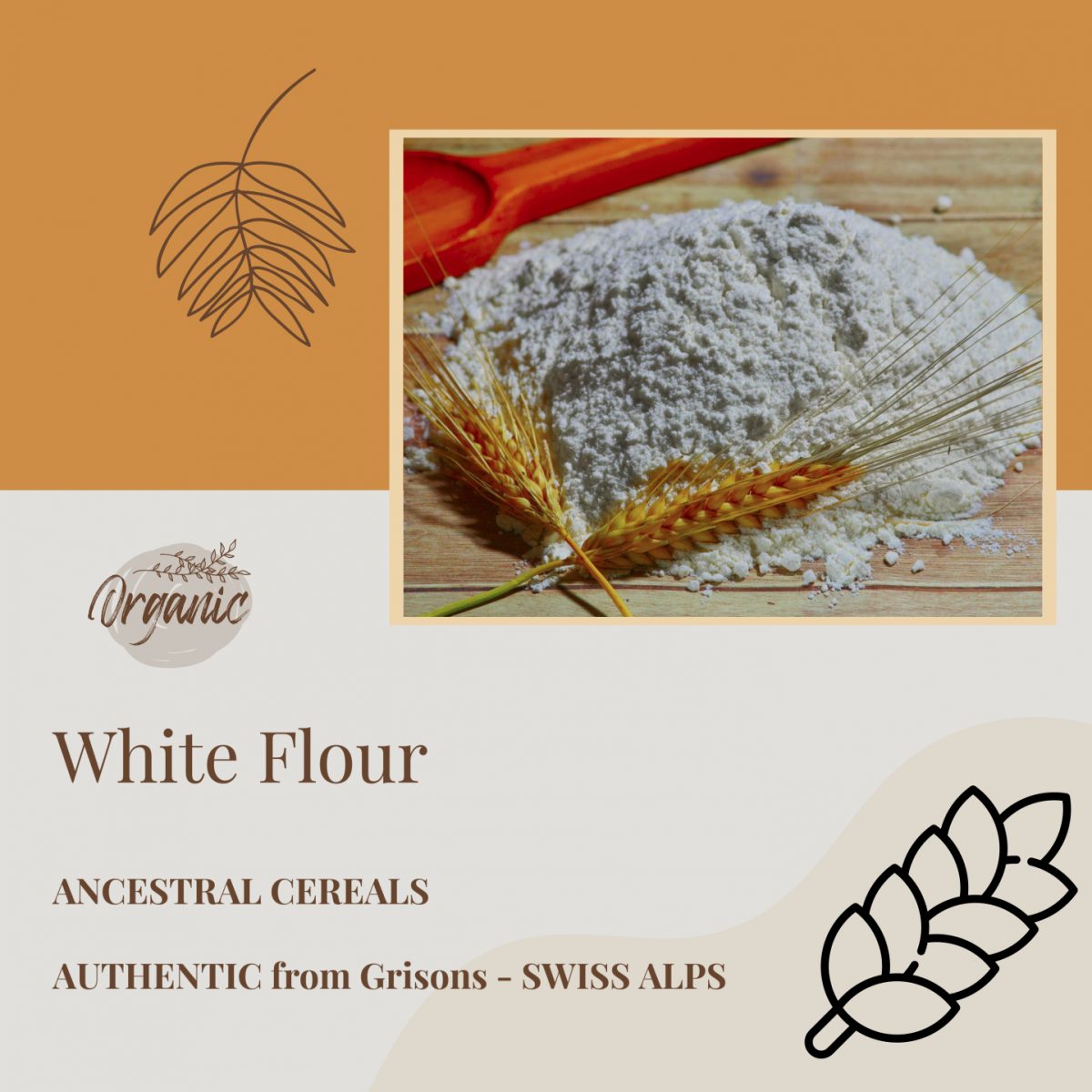 Wheat – White Flour