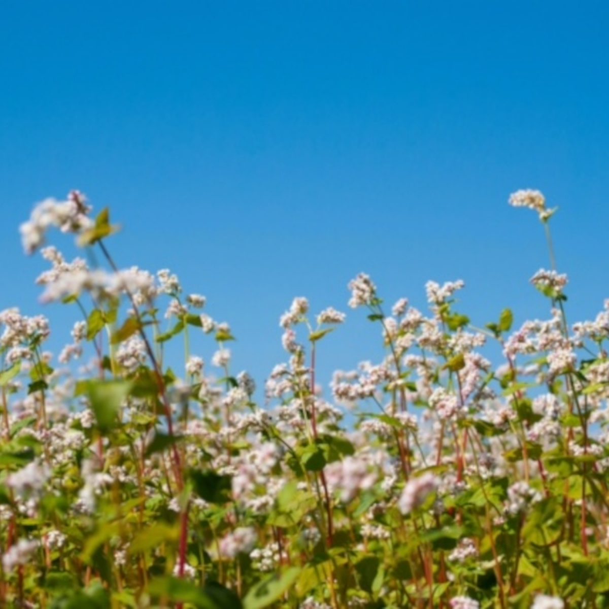 Tartary Buckwheat